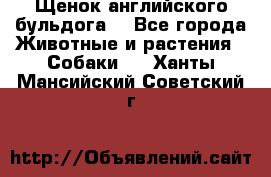 Щенок английского бульдога  - Все города Животные и растения » Собаки   . Ханты-Мансийский,Советский г.